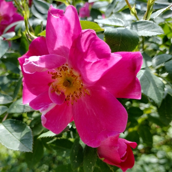 Meet your Posher, Jessie - Picture 1 of 1